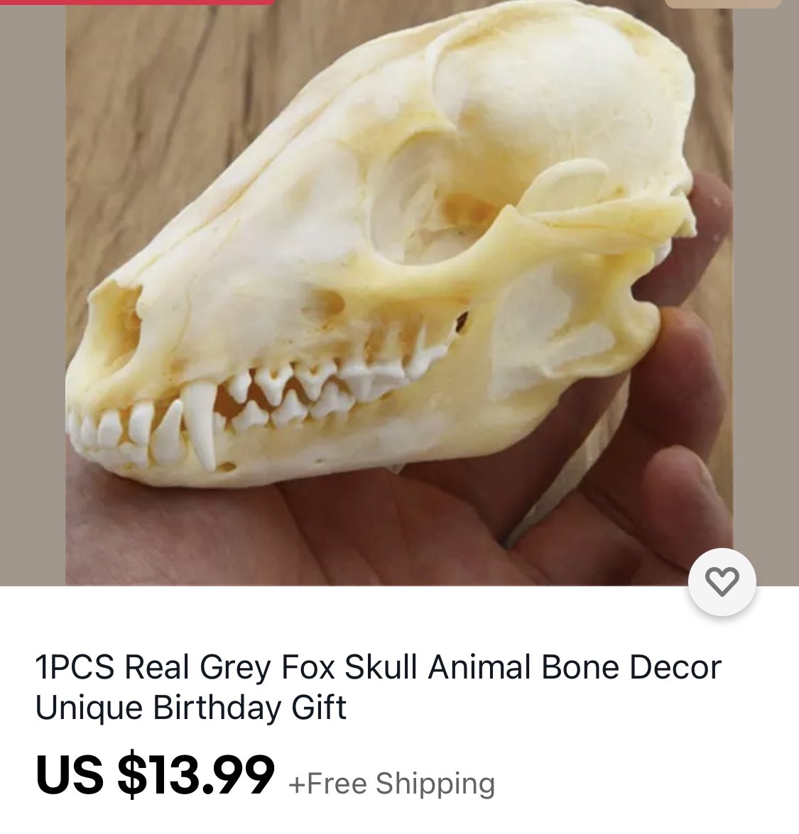 Example of what some imported bones might look like (sometimes they’re well cleaned though). That “grey fox” is also a tanuki. Lots of tanuki skulls being mislabeled as foxes all the time.