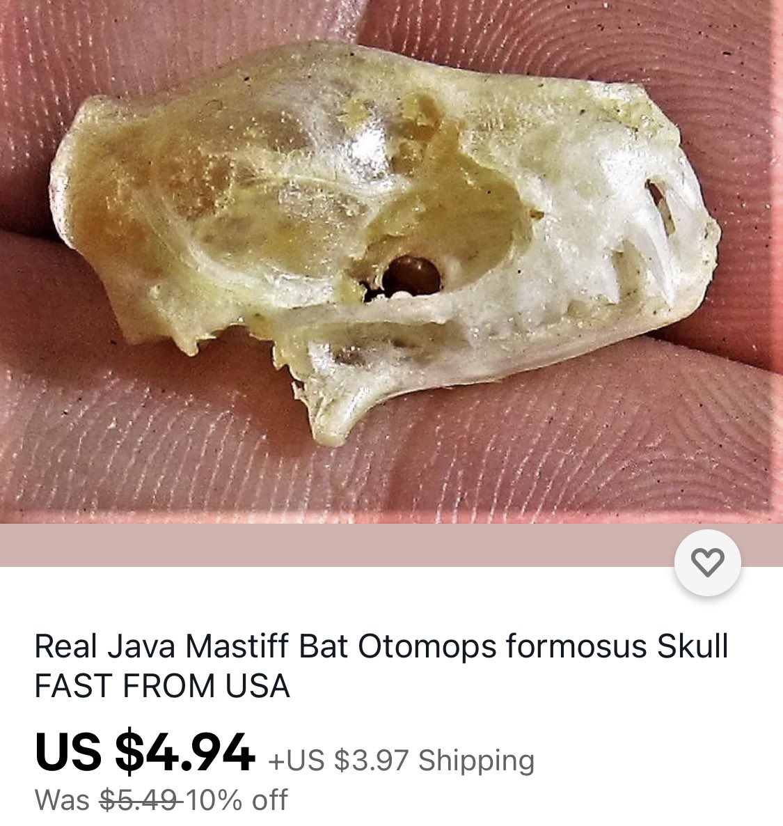 Example of what some imported bones might look like (sometimes they’re well cleaned though). That “grey fox” is also a tanuki. Lots of tanuki skulls being mislabeled as foxes all the time.