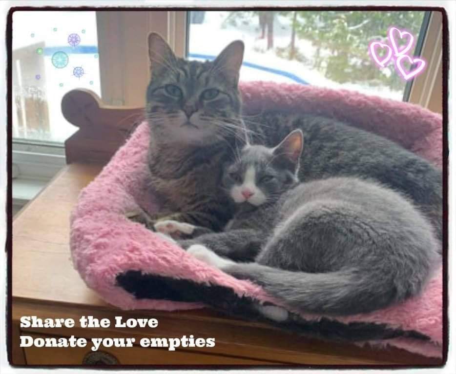 Share the Love. Donate empty beer, wine/liquor bottles. Organize bottle drive between family/friends/coworkers collect 4 favorite animal rescue. Find bottle drives lists on emptiesforpaws.com  Donate empties all year not just Feb. Over 570K raised since 2015 #Recycle4Animals