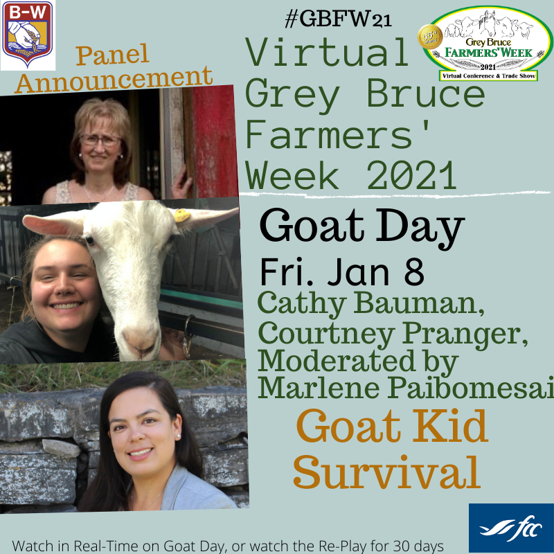 GBFarmersWeek's tweet photo. #GBFW21 #Virtual #Goat Day, Fri Jan 8, panel will cover suggestions for lowering kid mortality with @dairytastic Cathy Bauman &amp; Courtney Pranger. Watch on the day/replay for 30 days. Get your questions ready. Buy tickets
#ontag #CdnAg #farm365 @OntarioGoat  #meatgoats #dairygoats https://t.co/kqmiB5ol2h