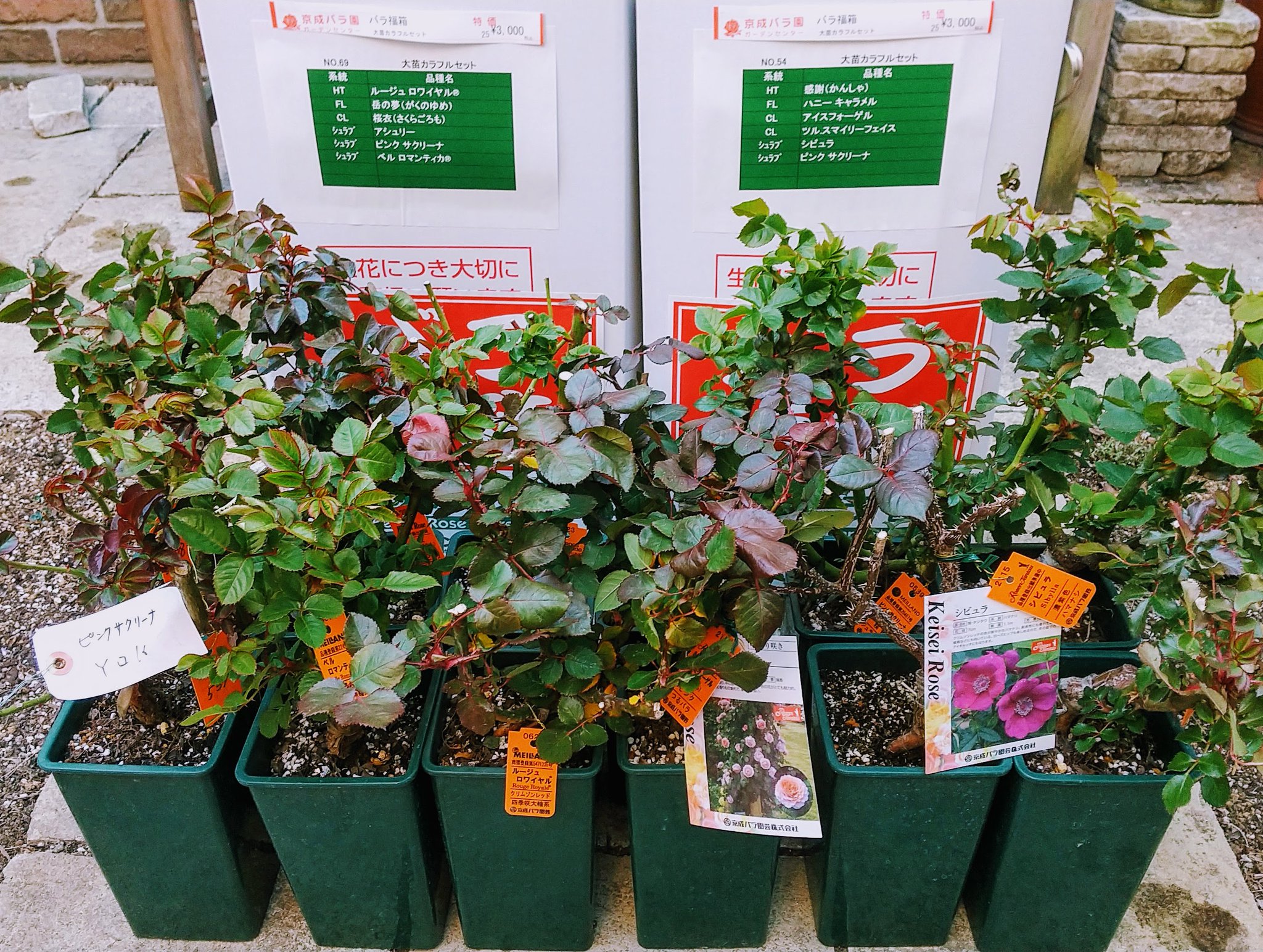 Ma 残サムp 今日は朝から京成バラ園の列に並んでバラ苗 の福箱げと 計12株ナリ どこに植えるのだ 福袋あるある そして なぜかもう新芽がワサワサ