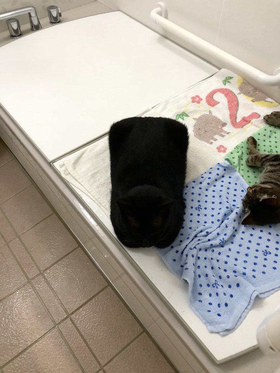 これが 香箱 座り 猫さんの座り方の名前の由来がわかる真っ黒な が撮影される 箱でしょ箱 猫だーー Togetter これが 香箱 座り 猫さんの座り方の名前の由来がわかる真っ黒な が撮影される 箱でしょ箱 猫だーー Togetter