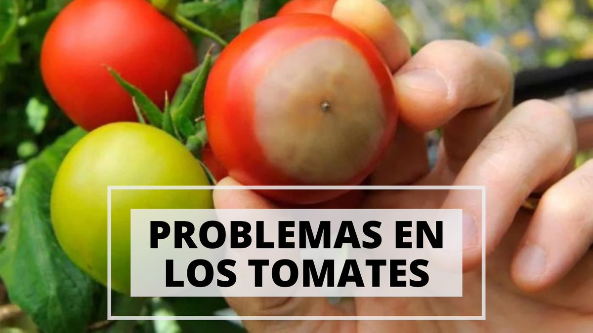 Video número 46!!
Vemos los problemas que pueden surgir en los Tomates(frutos). Los problemas más comunes son Podredumbre apical, quemaduras, rajaduras y ataques de aves. Vemos cómo solucionar estos problemas, por qué se dan y qué es lo que causan.

youtu.be/5uyLVH3pdgk