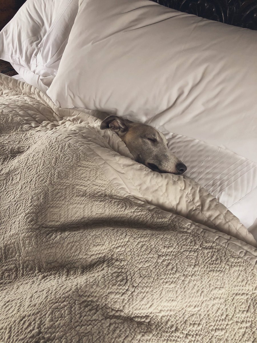 When gallery dog refuses to leave bed, you know the boiler’s malfunctioning #cedric