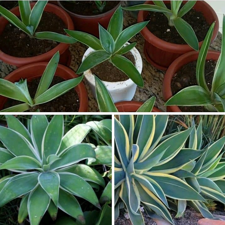 Agave plants for sale. $500 and up. Adult pics below...that is how they look for those who don't know. N.B I mostly have $800 &amp; $1000 size selling. Only a few $500 ones left. (Prices include flower pot). Message me for info.
