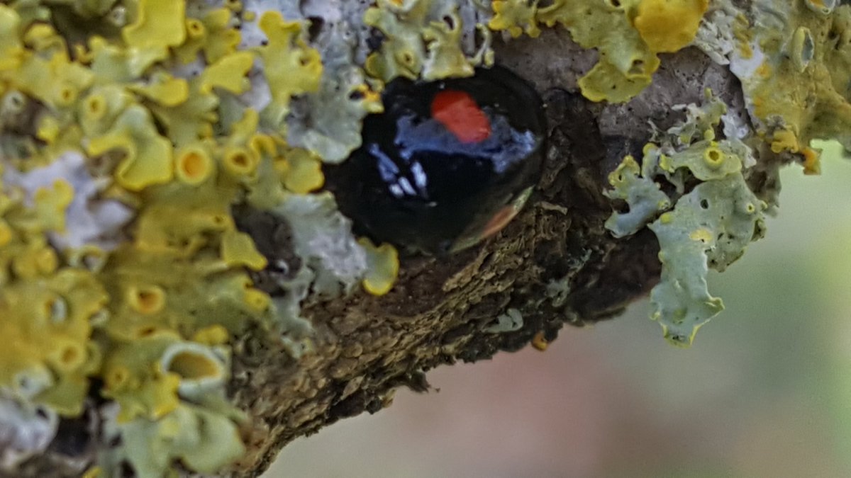 Kidney spot ladybird. Often found on Ash trees. Let us know if you find any.