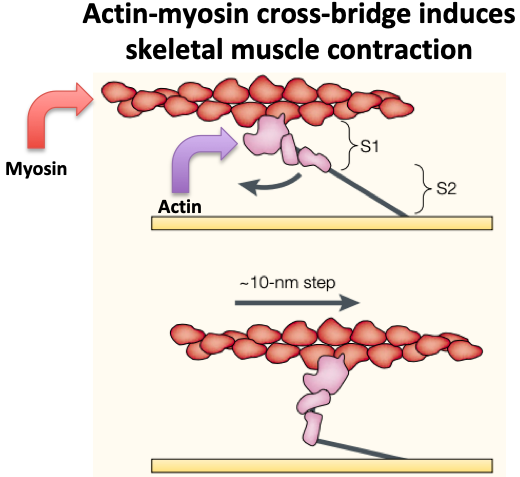 2/First, a review of skeletal muscle physiology:The fundamental unit of muscular contraction is the sarcomere, made up of actin and myosin proteins.Myosin slides along actin in an ATP-dependent fashion, shortening the sarcomere, inducing contraction. https://pubmed.ncbi.nlm.nih.gov/11331913/ 