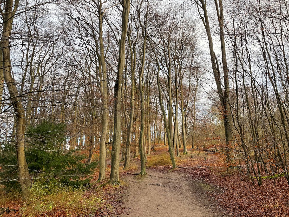 Frogend_dweller's tweet photo. New Year's Muddy Walks: Day 3 - Therfield Common, up Church Hill and through Fox Covert. #Chalkdowns #Beechtrees #countryside #walks #Royston @TherfieldHeath https://t.co/M5gxO9FvFG