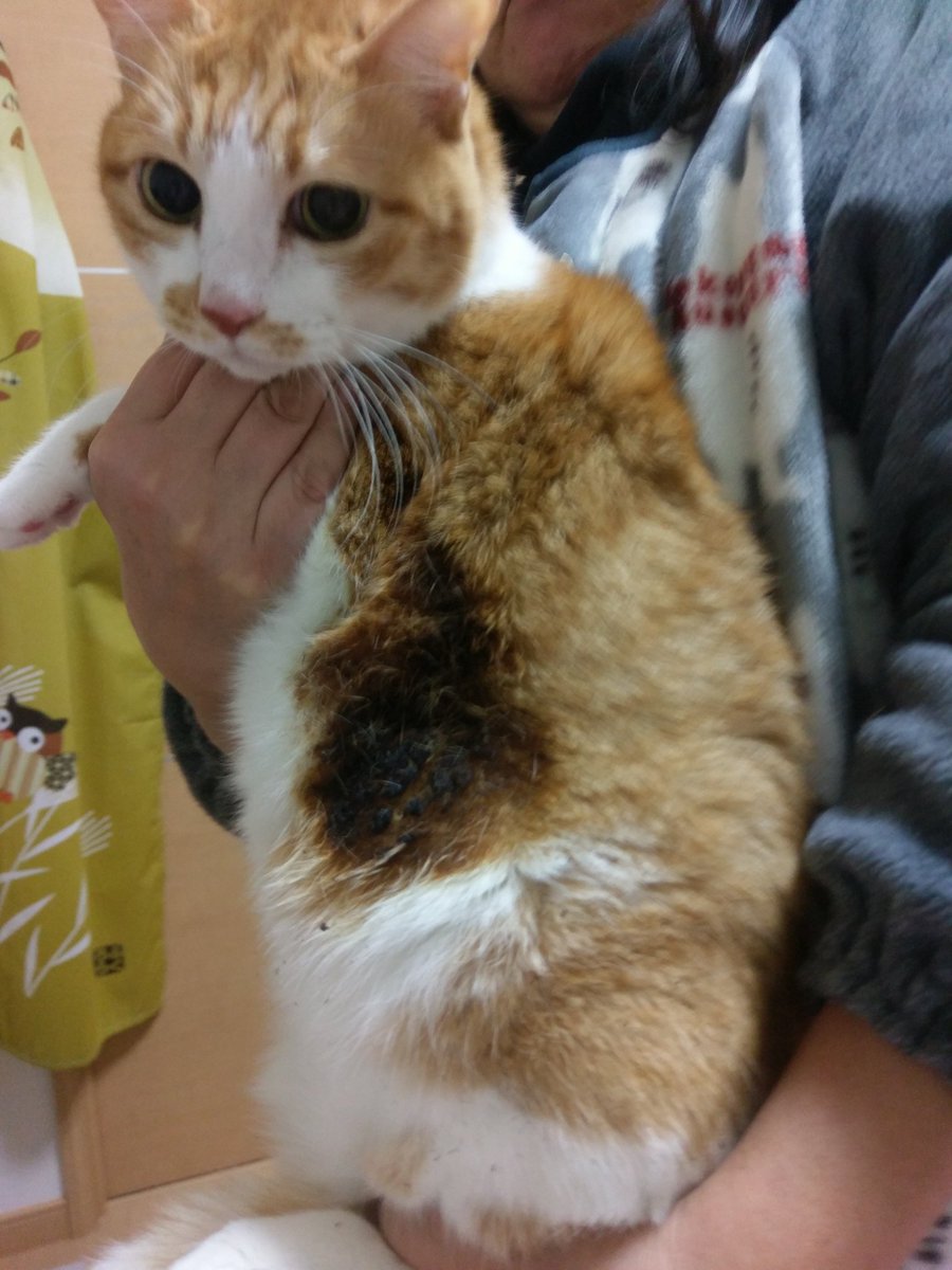 六花チヨ ネコが焦げました 焦げくさいと思ったら 足元の電気ストーブに近づきすぎてネコが焦げてた 本人は気づいてなかった 息子談 皆さんストーブには気をつけて つーか 本人気づけよ T Co Bsiufx0w4b Twitter 六花チヨ ネコが焦げました 焦げくさいと思ったら 足元の電気ストーブに近づきすぎてネコが焦げてた 本人は気づいてなかった 息子談 皆さんストーブには気をつけて つーか 本人気づけよ T Co Bsiufx0w4b Twitter