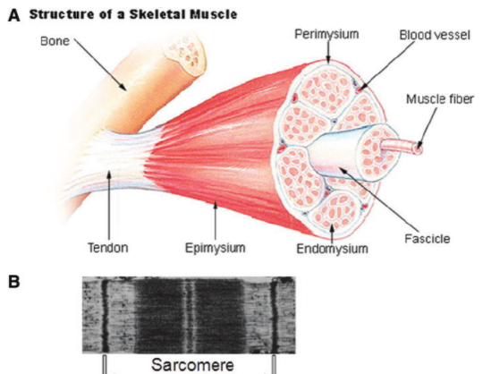 3/Sarcomeres line up in parallel and are bunched into myofibrils. Myofibrils pack together to make muscle fibers, which comprise skeletal muscle. https://www.ncbi.nlm.nih.gov/pmc/articles/PMC4193686/