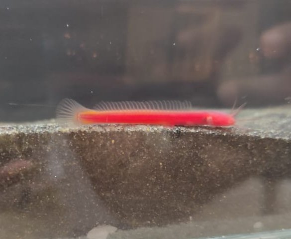 LabRajeev's tweet photo. And for today it's #Horaglanis, the mystery #catfish known only from the #lateritic #aquifers in the southern Indian state of #Kerala
#subterranean #freshwaterfish https://t.co/KQW59NnEOS