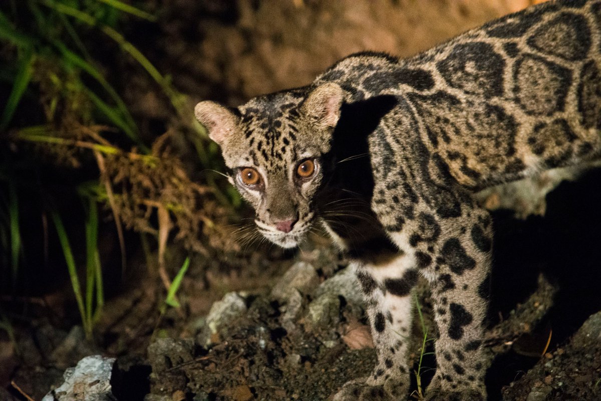 Clouded leopard. Very excited to see this girl in Borneo!!
#Borneo #cloudedleopard #panthera #deramakot @naturetrektours #bigcats