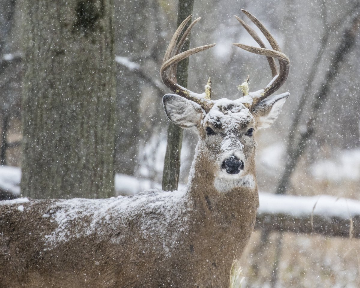 USFWS's tweet photo. White-tailed deer bucks shed their antlers between late December and late February. New antlers will start to grow in March or April and will peak in size around July. Have you seen any deer lately? Photo courtesy of Jan Albers/Creative Commons. https://t.co/zwA2uOTU7X https://t.co/pVFdM2dEUG