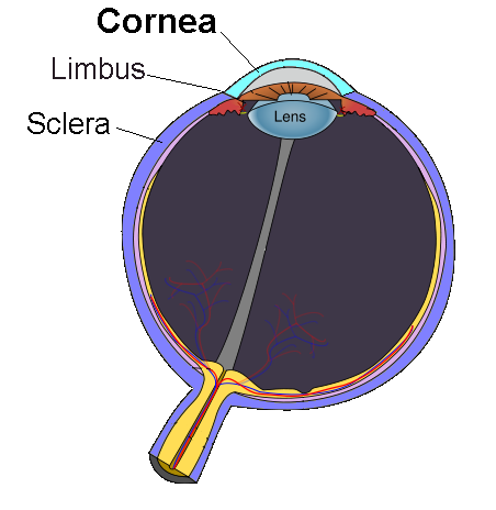 The Cornea is the front part of the eye, which is a fixed-focus lens to let you... focus.(This is confusing to talk about, and gets worse because your eye also has another lens, called the "lens")