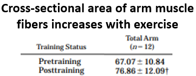 9/ The final phase, and source of longterm growth of muscle after weightlifting, is hypertrophy.Studies after weight training show an increase in muscle fiber surface area without an increase in the number of fibers, consistent with hypertrophy. https://pubmed.ncbi.nlm.nih.gov/8941522/ 