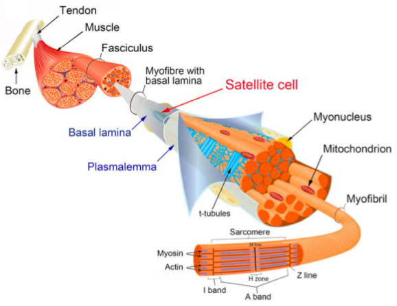 10/Why do muscles hypertrophy after resistance training? It has to do w/ repair of damaged fibers.We already saw that exercise  myotrauma and macrophage recruitment.Macrophages also activate a type of muscle stem cell called satellite cells (SC). https://pubmed.ncbi.nlm.nih.gov/22833472/ 