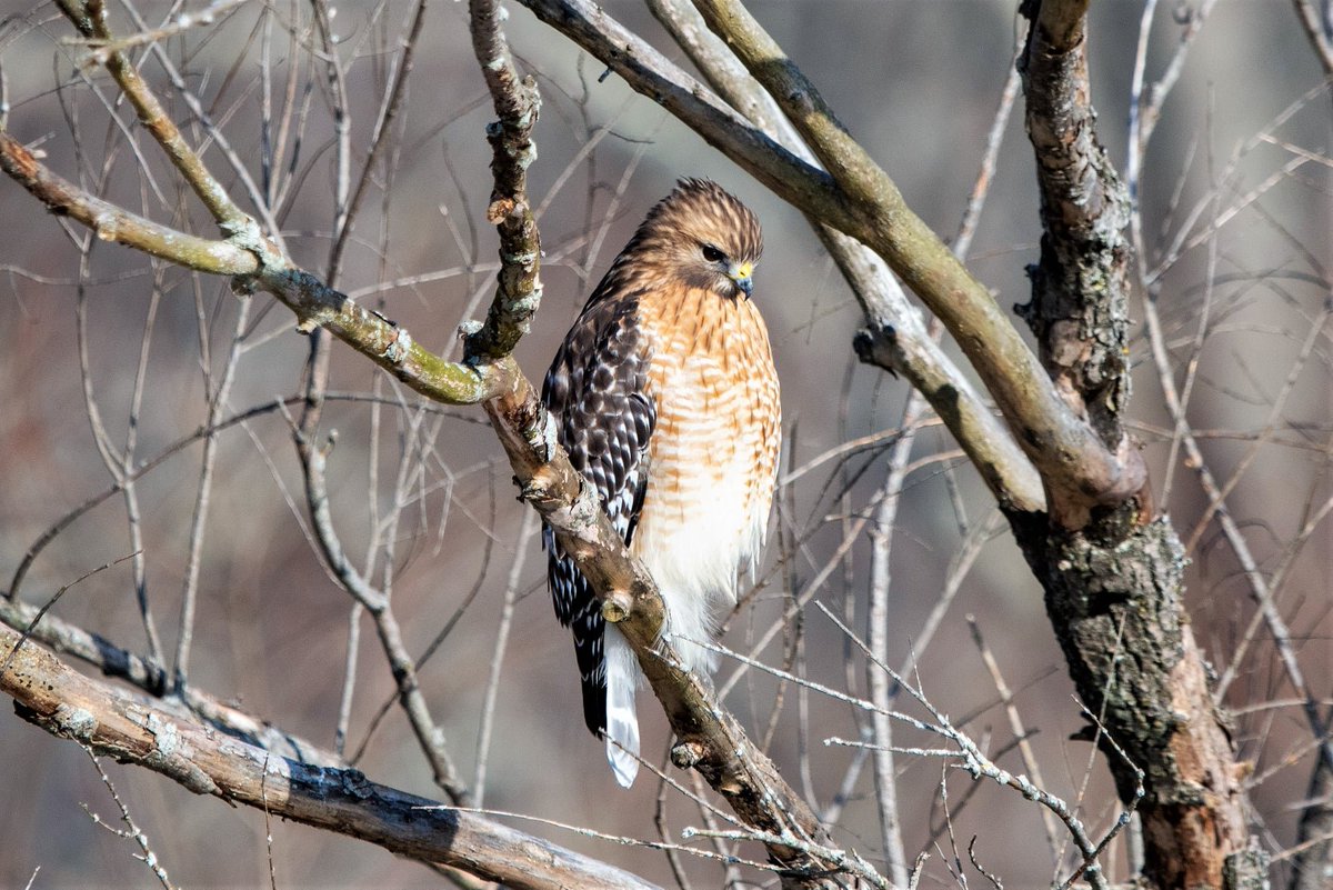 cneff's tweet photo. The stunning red-shouldered hawk.  An endangered bird in NJ

More pics at https://t.co/u76giIsGyD

#hawk #raptor #birding #birdwatching https://t.co/slBo0HGpSC