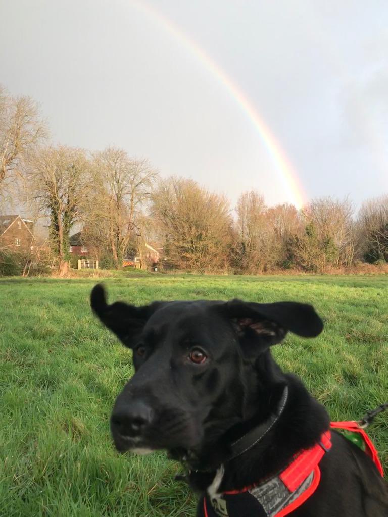 Pinkster_87's tweet photo. When I finally get told I can have some freedom to go for a slow walk..
I think diesel was more excited then I was lol😂💜
#PinkstersAwareness #MentalHealthAwareness #MentalHealthMatters #MentalHealth #ItsOkNotToBeOk #Freedom #dogsoftwitter #dieseldog #HealthIssues #HeartHealth https://t.co/IHTkkvNetd