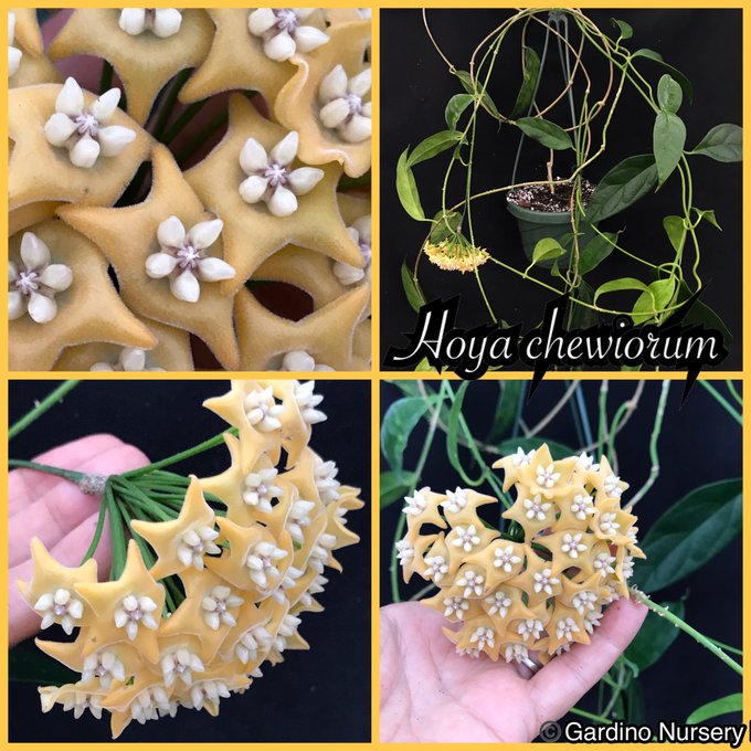 Watch Hoya Plants's leaked NSFW photo on TwXstars