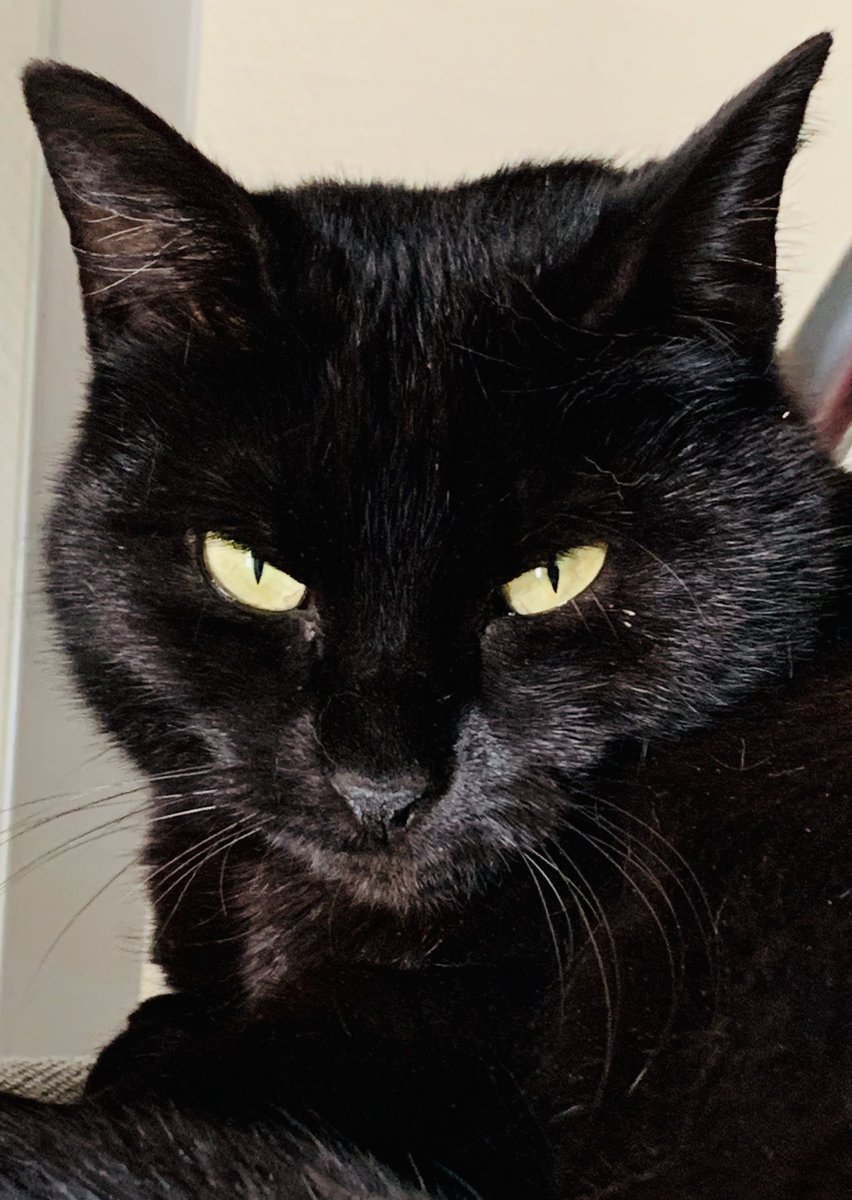 PattyBal33's tweet image. 😽 Ma panthère est partie au Paradis des Chats rejoindre ces chatons 😻 Elle est morte noyée le 28 décembre 2020 😿