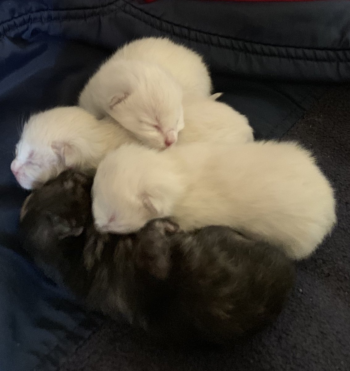 PattyBal33's tweet image. 😽 Ma panthère est partie au Paradis des Chats rejoindre ces chatons 😻 Elle est morte noyée le 28 décembre 2020 😿