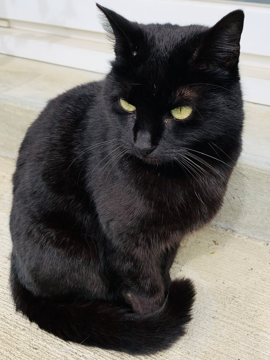 PattyBal33's tweet image. 😽 Ma panthère est partie au Paradis des Chats rejoindre ces chatons 😻 Elle est morte noyée le 28 décembre 2020 😿