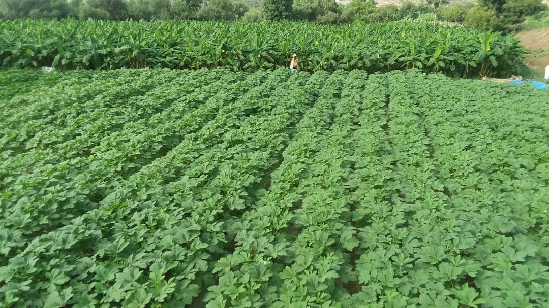 SFDYemen's tweet photo. Returning life to soil by efforts of Yemenis supported by #SAPREP technology and modern practices can reach several sustainable goals incl.:
reducing #reliance_to_relief 🥣
enhancing #food_security 👨👩👧👧
promting #economic_recovery📈
@WorldBankMENA
@FAOYemen https://t.co/S2c4Jn4E6b