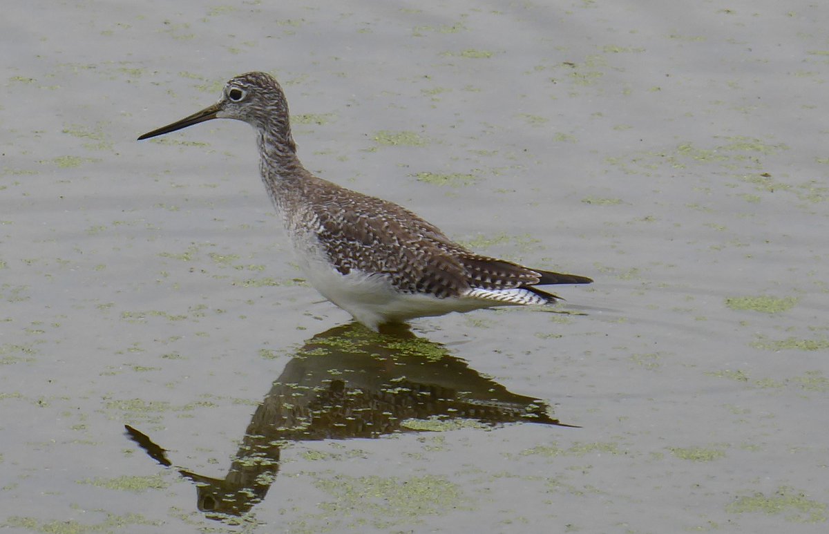 PeteBrush's tweet photo. Because things are so stupid right now, I've tapped my #StrategicBirdReserve photos for the people. Some pics from pvs years taken in beautiful Florida: Snowy Plover; Osprey; Lesser Yellowlegs and Tricolor Heron #Birding #Birds #Birdwatching #BirdFL https://t.co/YEeRDGouoc