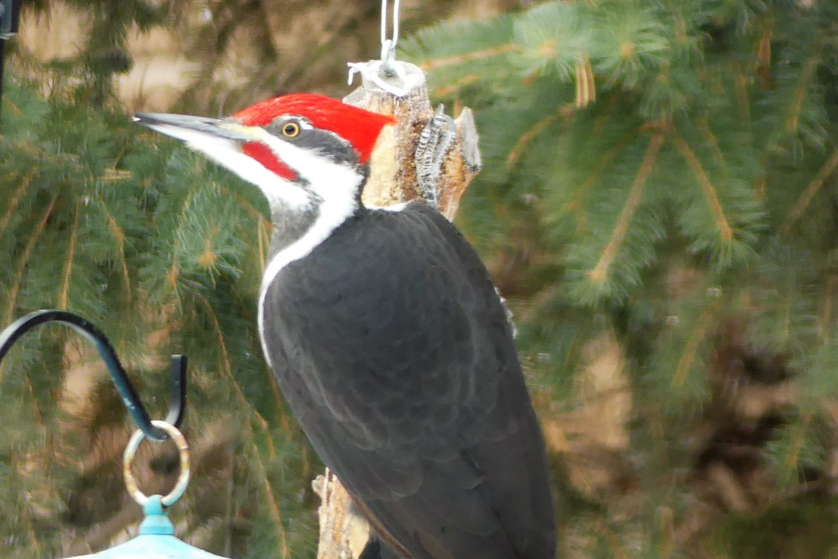 Chrizul's tweet photo. What's better than seeing a Pileated Woodpecker in the backyard?  TWO! https://t.co/HSC429ihVv
