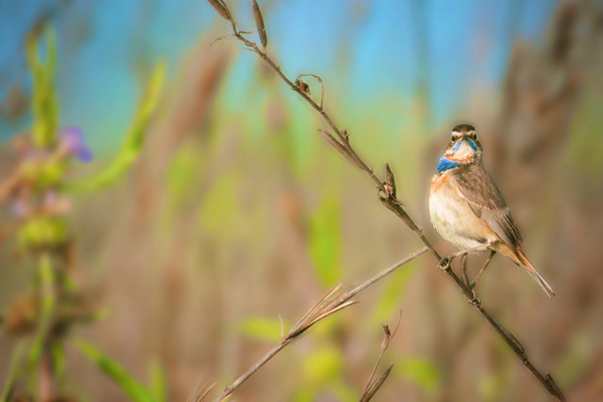 The Blue- Throat (Luscinia svecica) is a sparrow sized, olive-brown bird that migrates to India during the winter months.