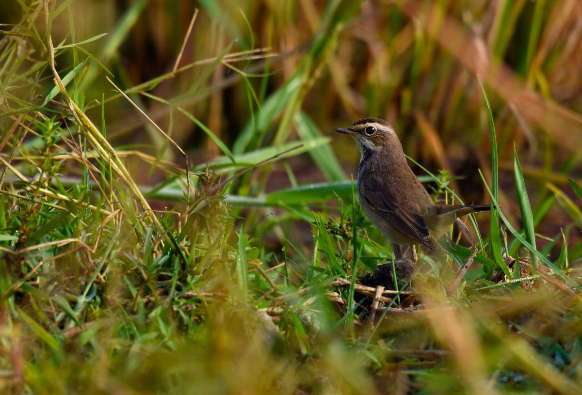 The Blue- Throat (Luscinia svecica) is a sparrow sized, olive-brown bird that migrates to India during the winter months.