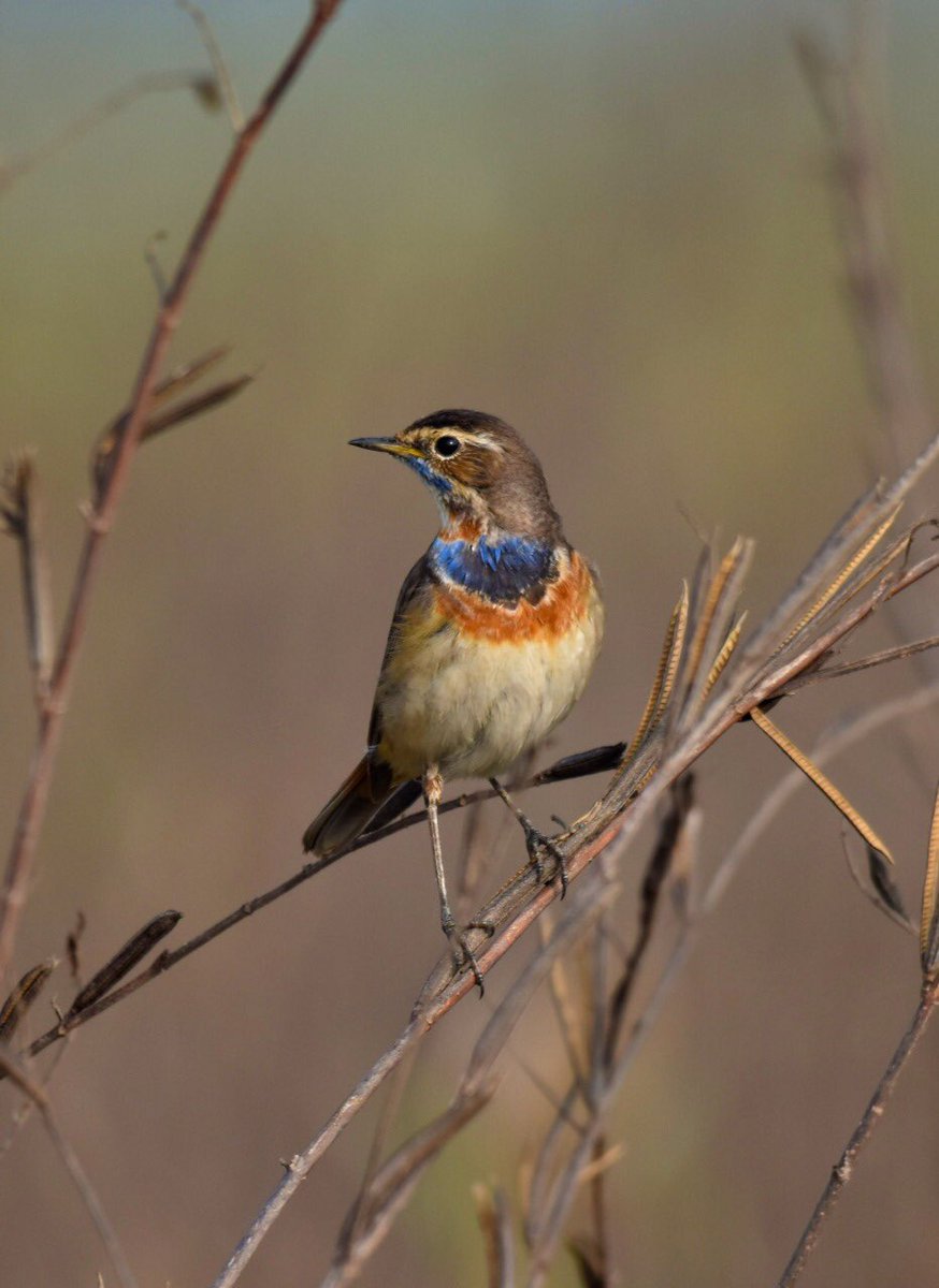 The bluethroat is a small passerine bird that was formerly classed as a member of the thrush family  #Turdidae, but is now more generally considered to be an Old World flycatcher, Muscicapidae. It, and similar small  #European species, are often called chats.
