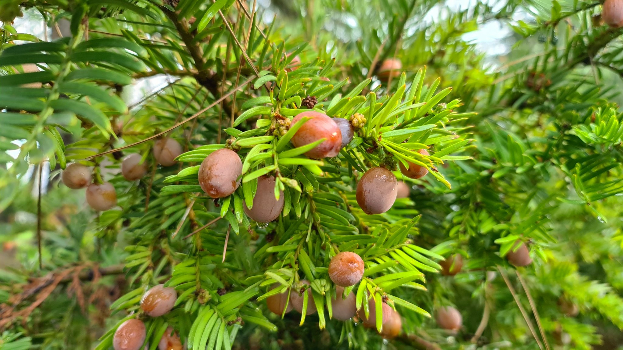 Головчатотисс