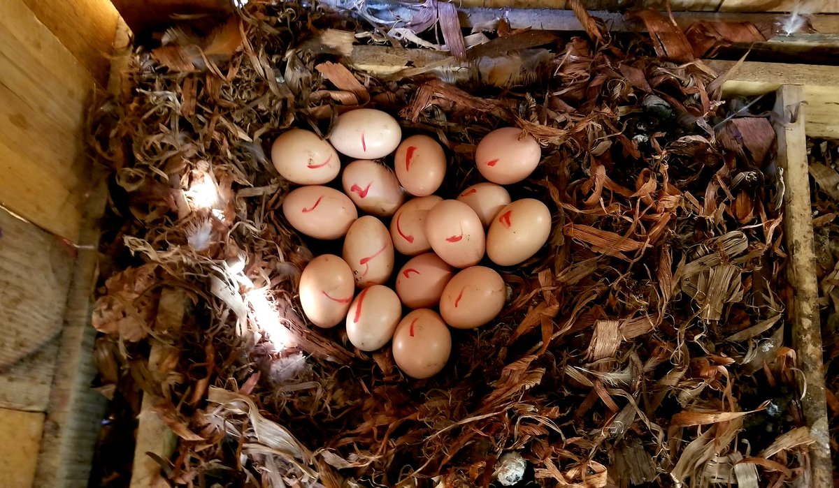 We named this one Sheila. Tulirudi tukapata ameanza kulalia mayai. Marked all of them ndio tudifferentiate between the fresh ones that may be laid there and the ones she's sitting on.