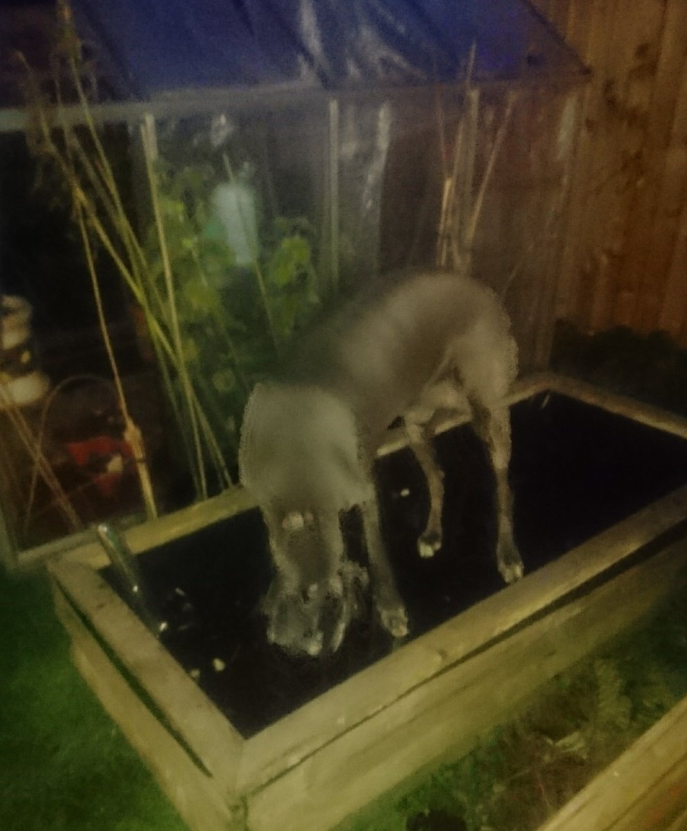 Caught sneaking onto the veg bed... Then trotted back in, all chuffed with her digging, and without a care in the world. #dogslife