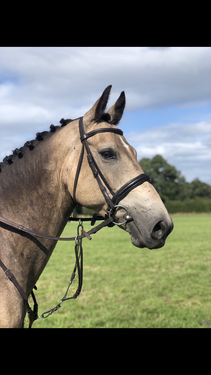 lauren frost eventing tweet media