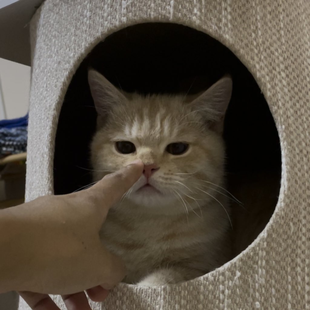 หมาหัวเน่า