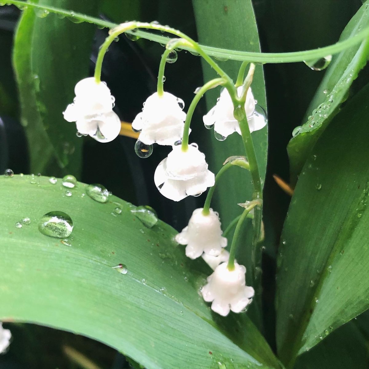 🌿🌼🧺 (@peacozy) on Twitter photo 