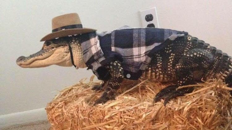 y'all just gonna scroll on by without sayin howdy?