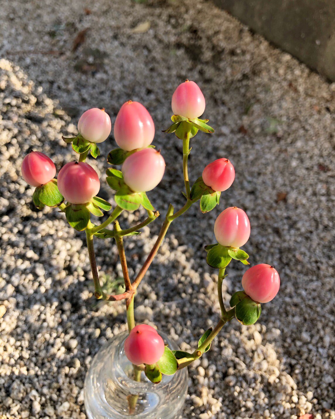 Top Of The Morning 今週のflower 1 4 ﾄﾎﾟﾓ ヒペリカム Hypericum 金糸梅 花言葉 きらめき 悲しみは続かない 古代ｷﾞﾘｼｬ で 魔除け として像の上に供えられていたことから ｷﾞﾘｼｬ語 Hyper 上 Ekion 像 Hypericum 金色の梅の花 の様な姿