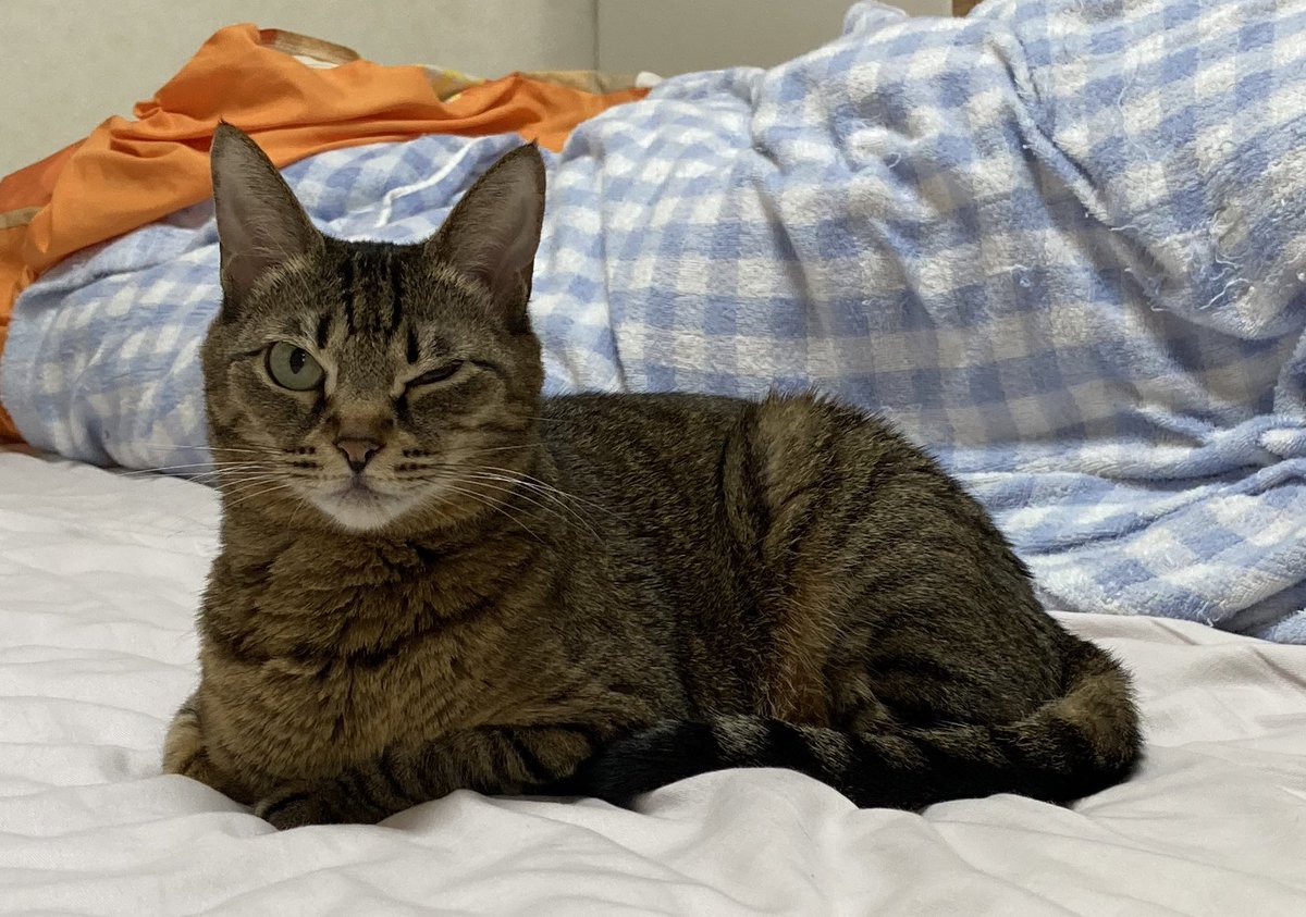 戸塚咲依 おはよう 葉月 目がいずいのか ウインクした感じで撮れた ねこ 猫 ネコ 葉月 Haz