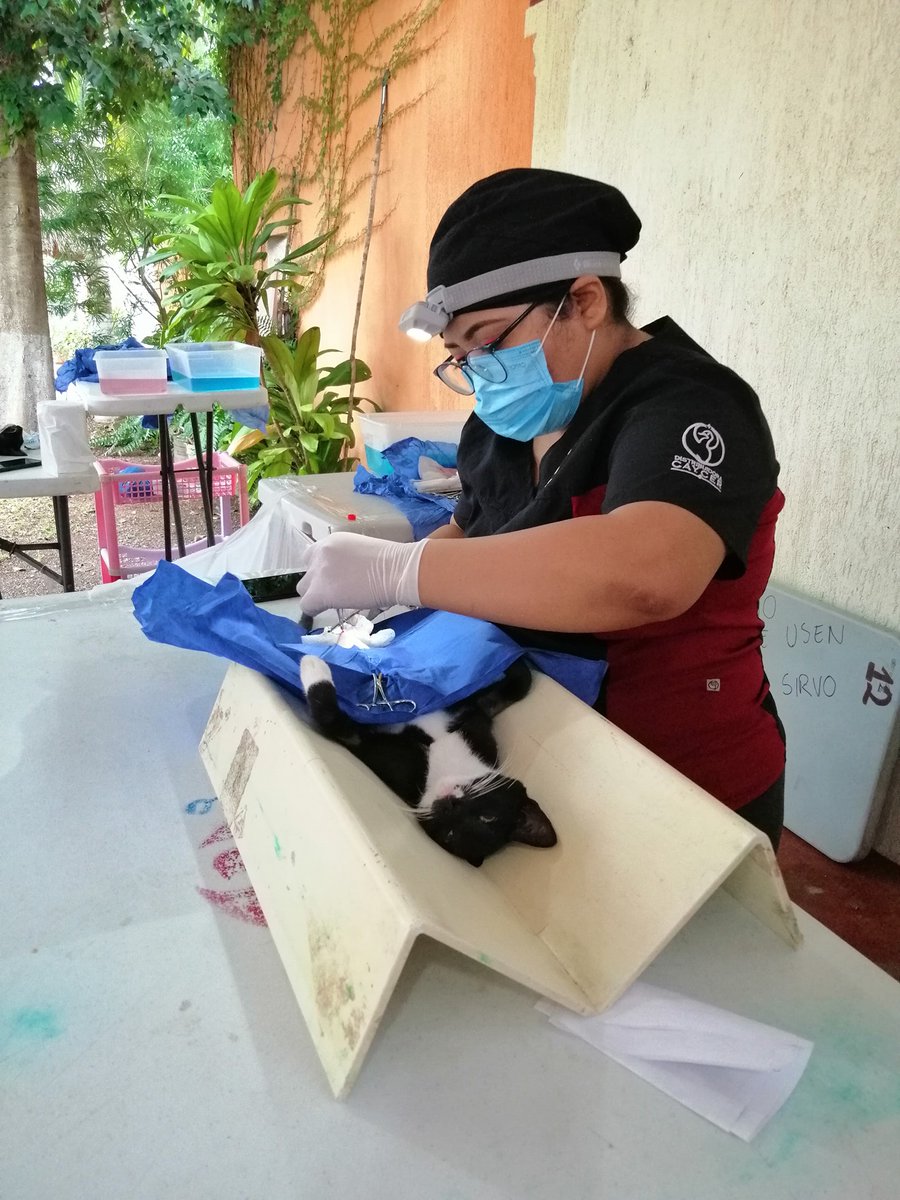 plannedpethood_'s tweet photo. Primera Campaña de #Esterilización Canina y Felina con Esterilizando Patitas, Pets Tekax y Planned Pethood México en #Tekax, #Yucatán. #México 

#HospitalVeterinario #CampañadeEsterilización #PerrosyGatos https://t.co/ZWr7NK73rW