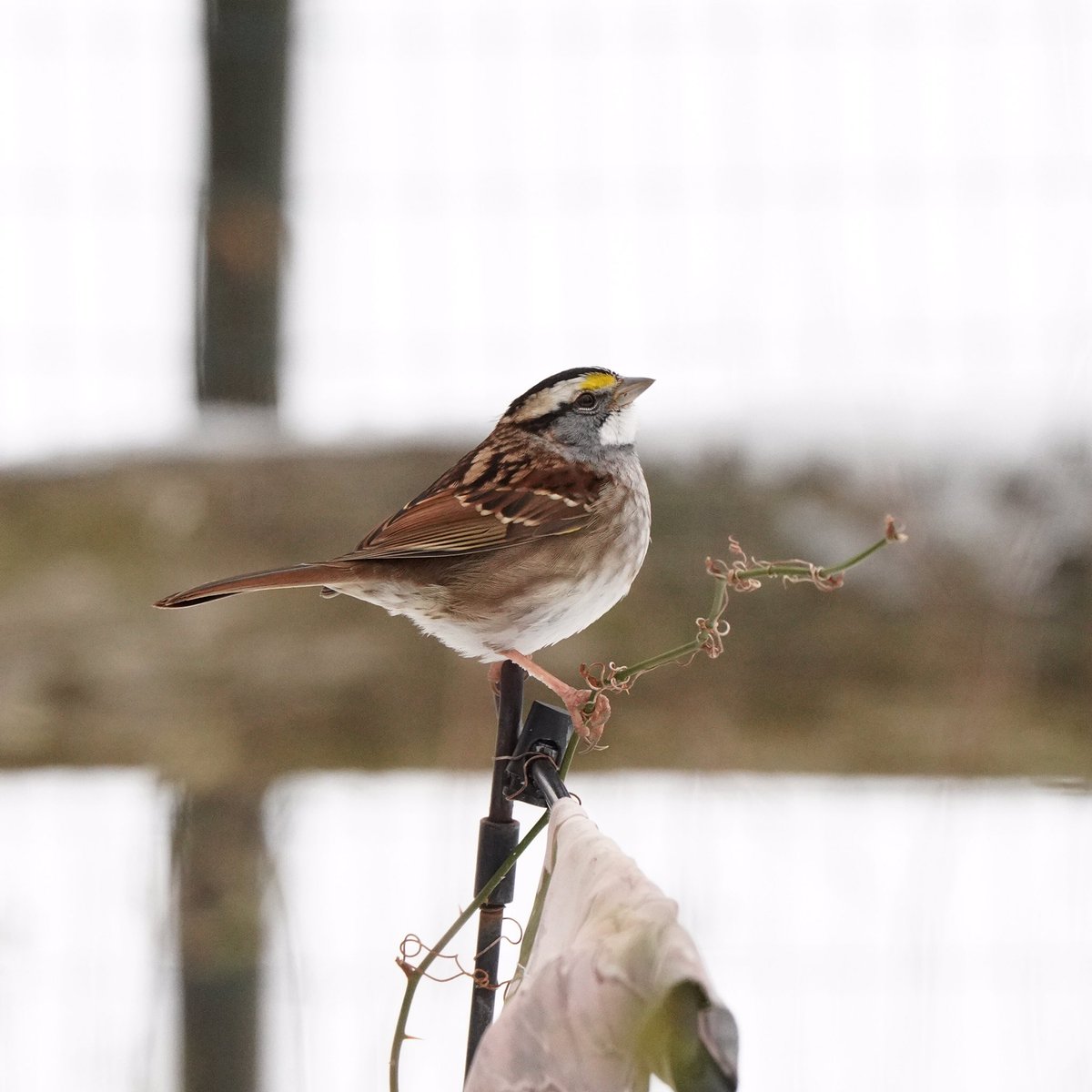 A very noble White-Throated Sparrow on his twisty perch.
#birdphotography #photography #wildlifephotography #sparrow #whitethroatedsparrow #sparrowsofinstagram #birding #birdwatching #maryland #naturephotography #winter #snow #snowphotography #snowbird #birds #birding #WINTER