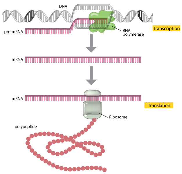 Рнк перевод. DNA Transcription. Транскрипция ДНК. DNA RNA Protein. Translation DNA RNA.