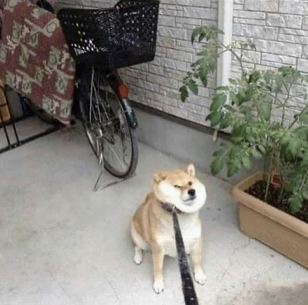 aoc feet pic enthusiast (@gaypraxis) on Twitter photo 