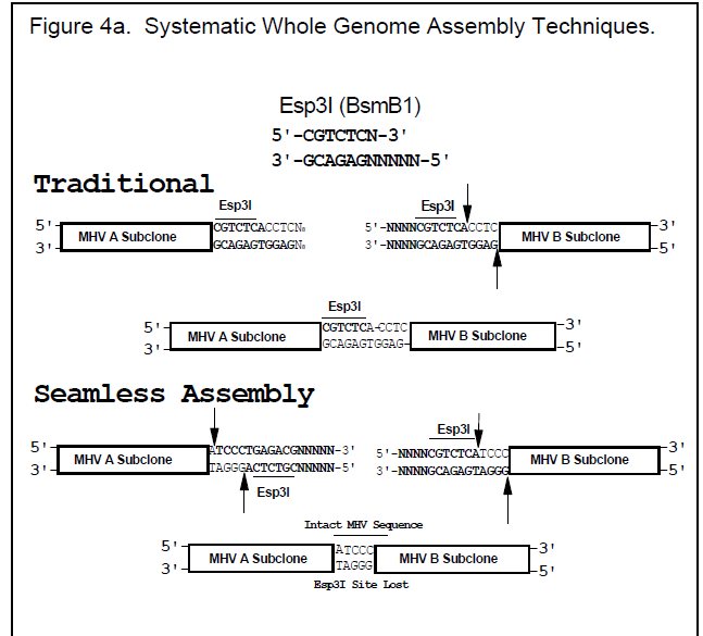 With enzymes like Esp3I, interconnecting restriction site junctions can be located at ends of each cDNA & systematically removed during assembly of complete full-length cDNA product