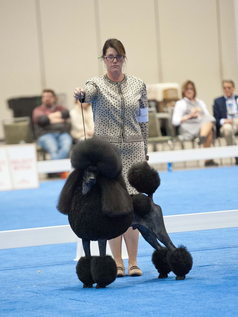 Showsight's tweet photo. QOTD: Campaigning dogs to the highest level in our sport, is not easy. What are some of the things you do, to keep your dog’s happy and showing well?🐾
#dogshow #dogshowhandler #juniorhandler https://t.co/O8p50nLguA