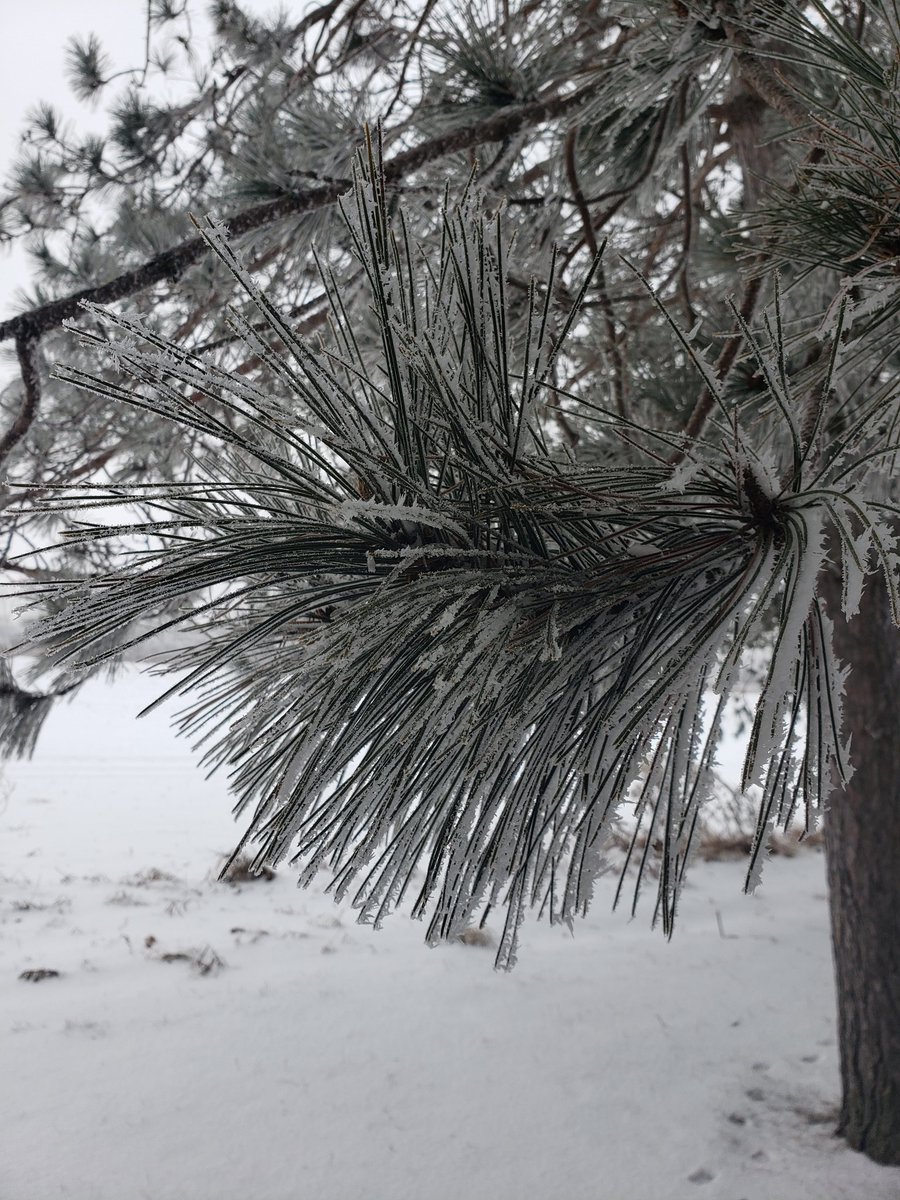 HogsbackHome's tweet image. The heavy fog yesterday/last night put a nice frost over the trees and made for some interesting looking snow. Winter doesn't seem so bad when things look like this.

#Frost #FrostCoveredTrees
#WinterInWisconsin #Winter
#HogsbackHomestead