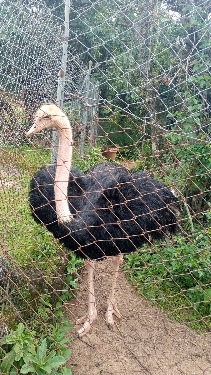 Badboymaterial's tweet photo. OUR ANIMALS ARE DYING 😢
#FixJosWildLifePark https://t.co/crY4jIhusx