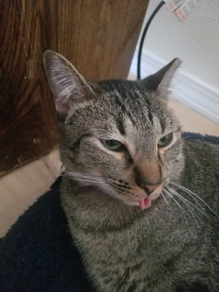 rizapluslena's tweet photo. bleppin' sunday 🧡 https://t.co/vLbflMTmHK